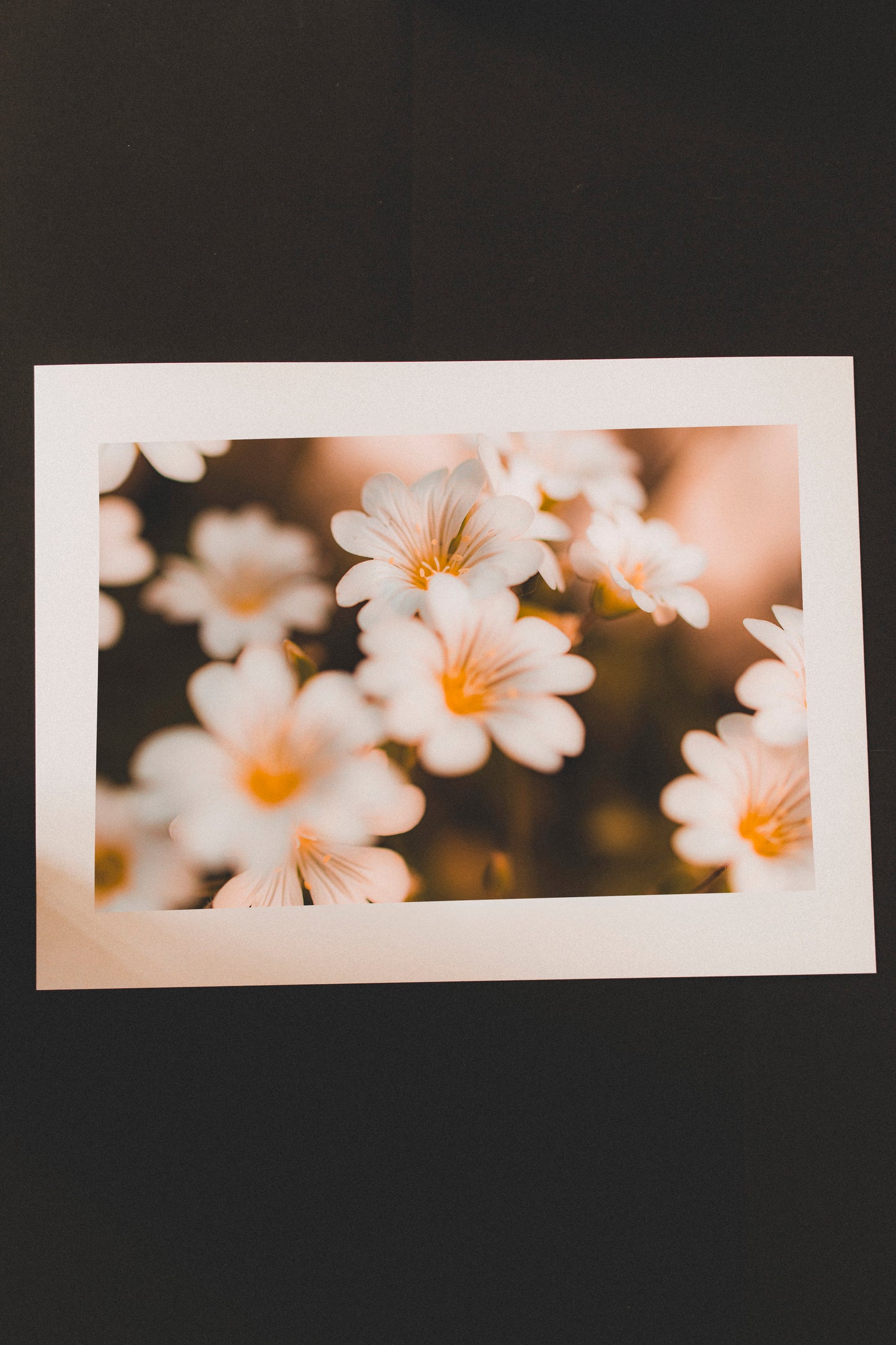 Tirage - Fleurs blanches